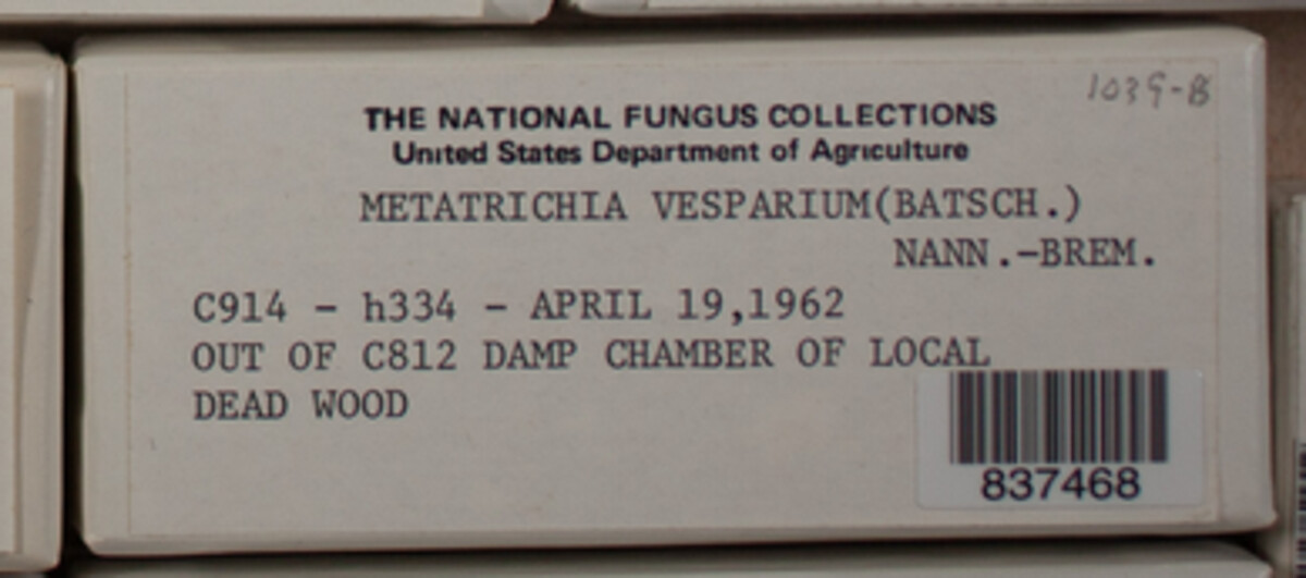 Metatrichia vesparium image
